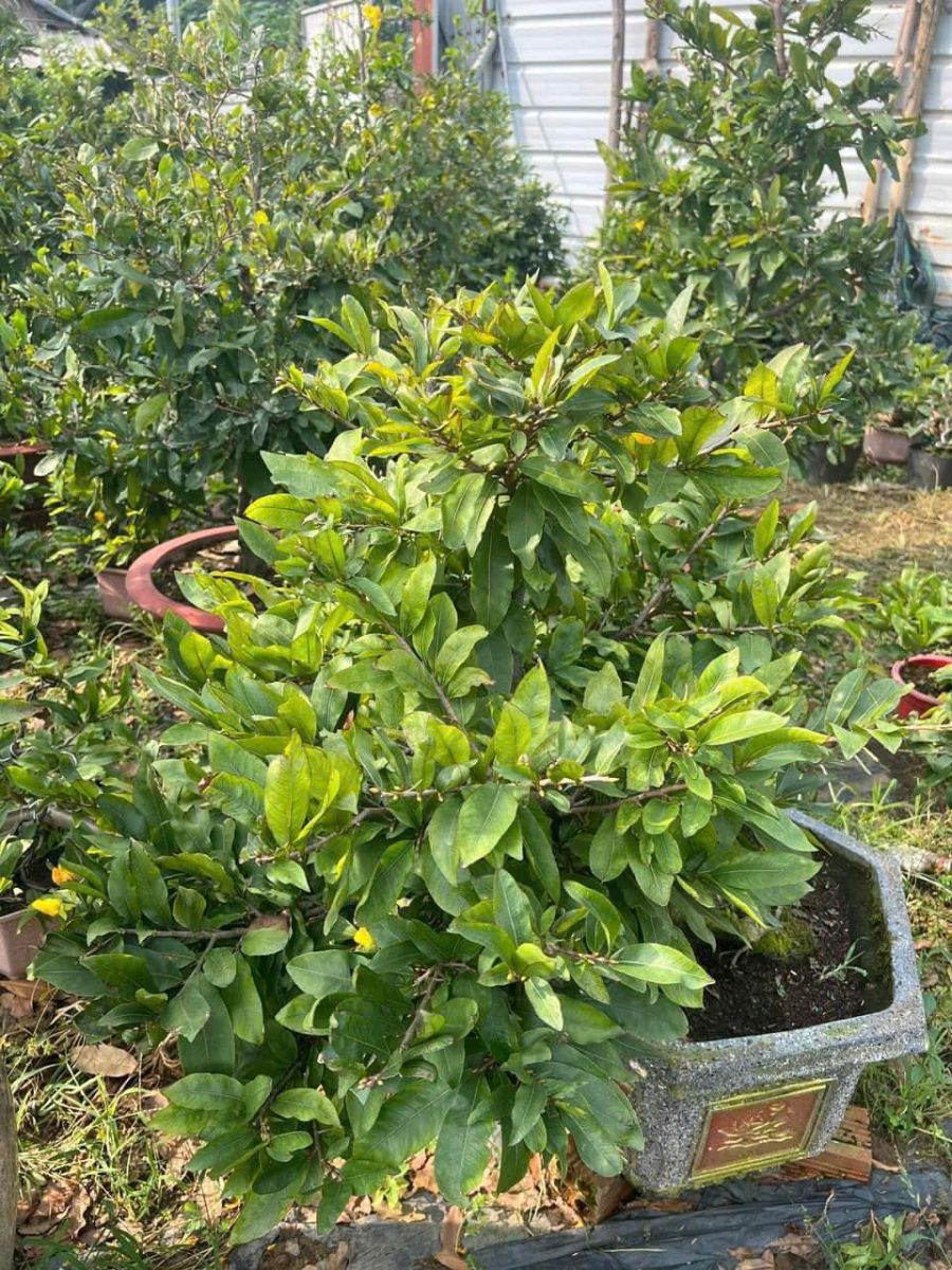 CUNG CẤP SỐ LƯỢNG LỚN CÂY CẢNH - CÂY MAI GIÁ RẺ UY TÍN TẠI VƯỜN DĨ AN, BÌNH DƯƠNG